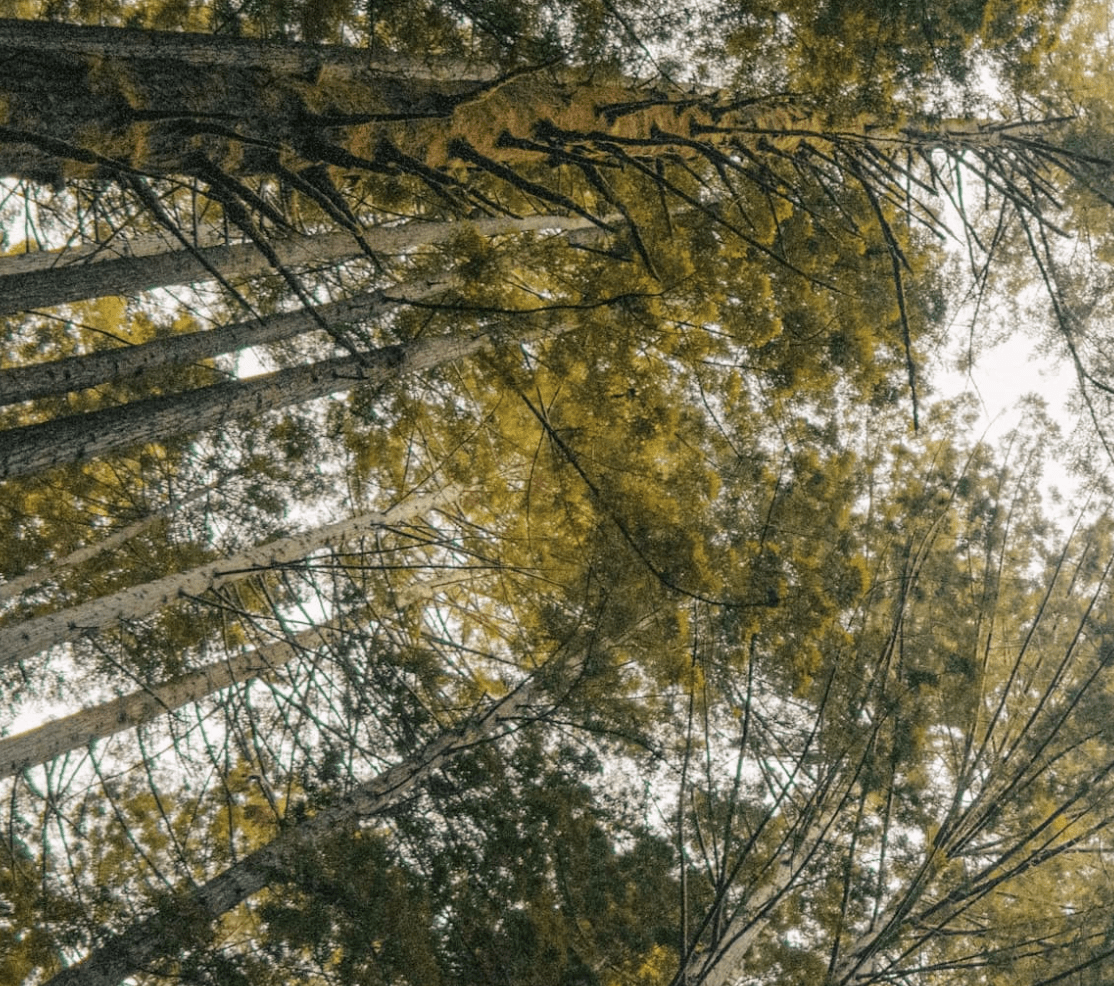 Tylers Tree Solutions